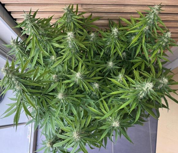 Critical Neville Haze Auto. Week 9