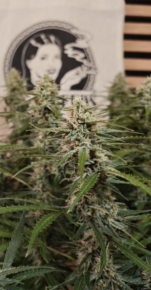 White Diesel Haze Auto-Sensi Seeds - CCG. Week 10