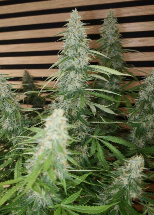 Critical Neville Haze Auto. Week 11