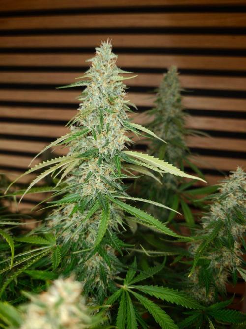 Critical Neville Haze Auto. Week 11