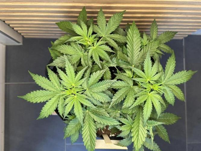 Sticky Broccoli Auto - Eternity Cup 2026. Week 3