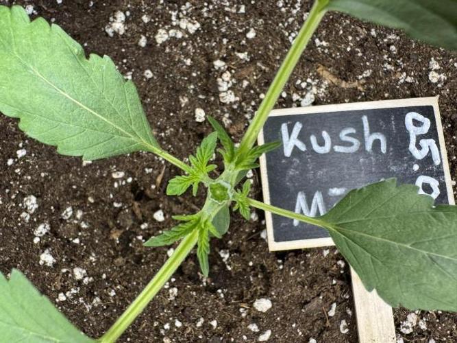 Kush Mint Auto - Super Strains. Week 2 - Day 13 - nach dem Topping