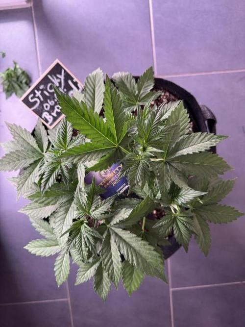 Sticky Broccoli Auto - Eternity Cup 2026. Week 2 - zwei Tage nach LST