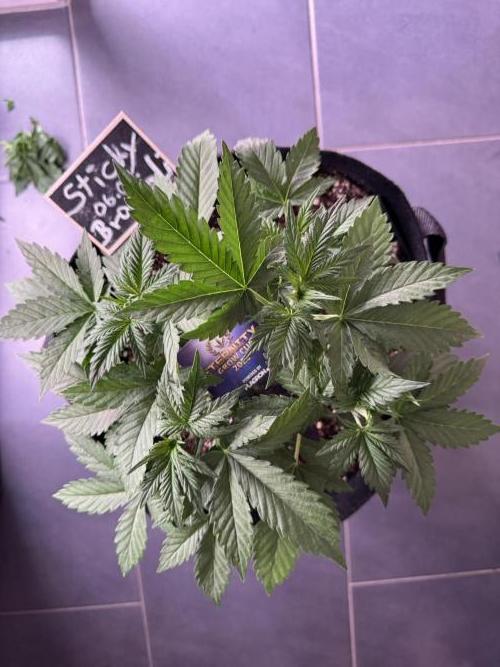 Sticky Broccoli Auto - Eternity Cup 2026. Week 2 - zwei Tage nach LST