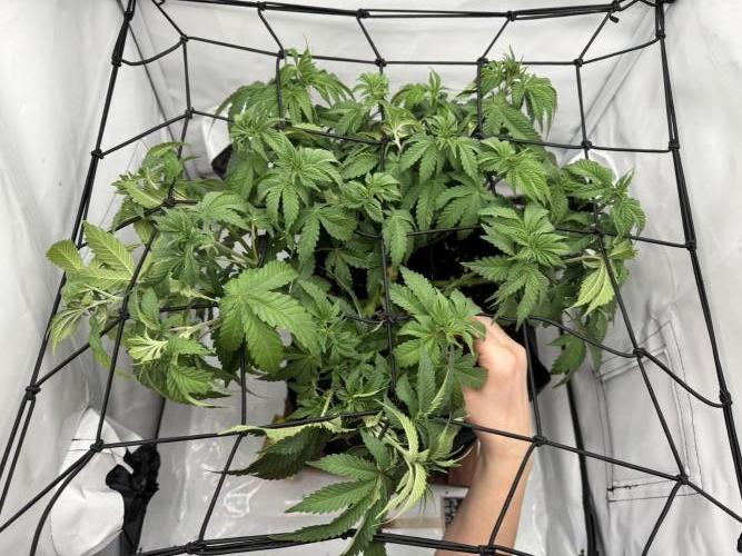 Permanent Marker. Week 5