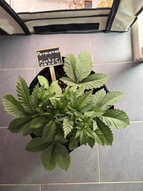 Permanent Marker. Week 2 - zwei Tage nach LST