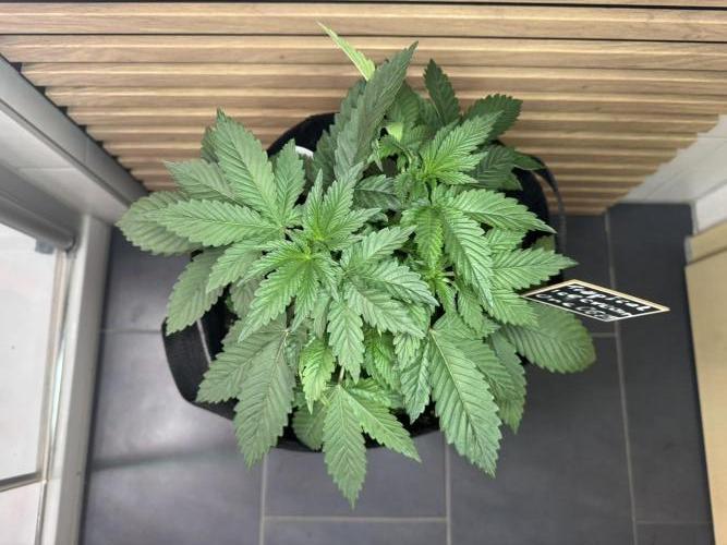 The Tropical Ice Cream One. Week 3