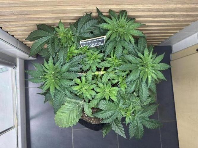 Permanent Marker. Week 4 - Vorher