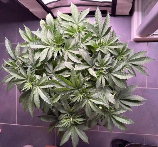 The Tropical Ice Cream One. Week 5