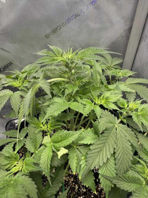 Aunt Ginny’s Elixir. Week 7