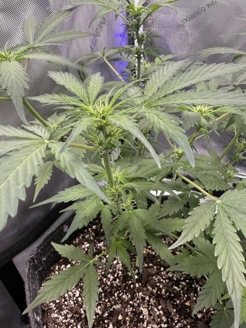 Aunt Ginny’s Elixir. Week 7