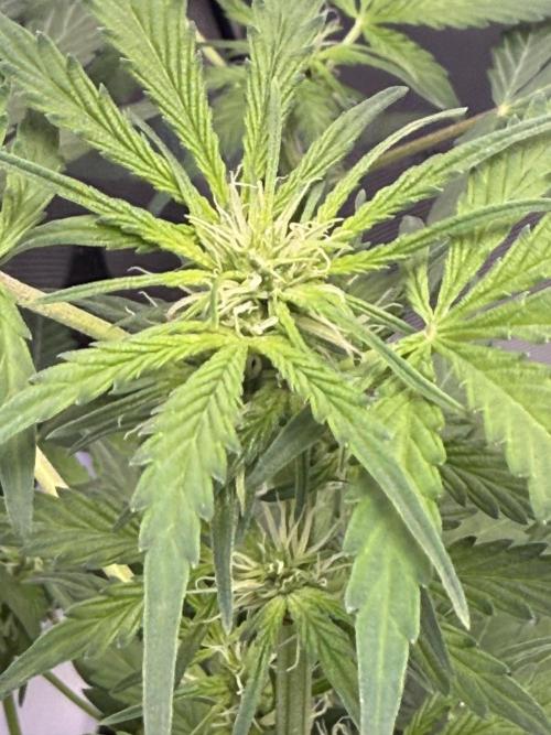 Aunt Ginny’s Elixir. Week 7