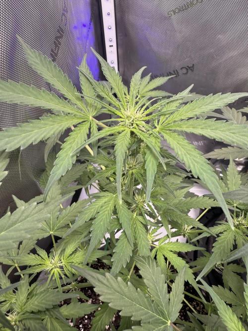 Aunt Ginny’s Elixir. Week 7