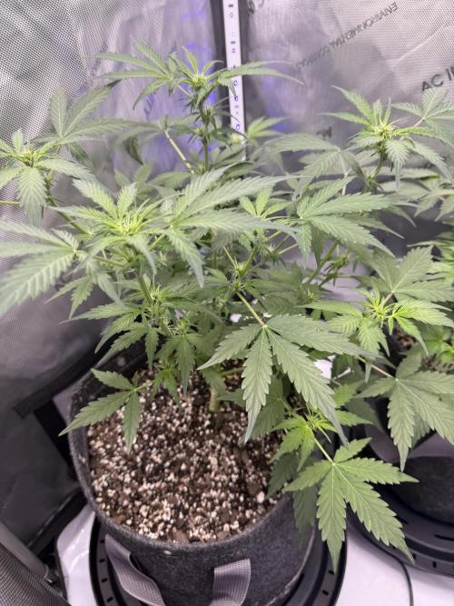 Aunt Ginny’s Elixir. Week 7