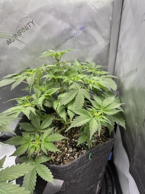 Aunt Ginny’s Elixir. Week 7