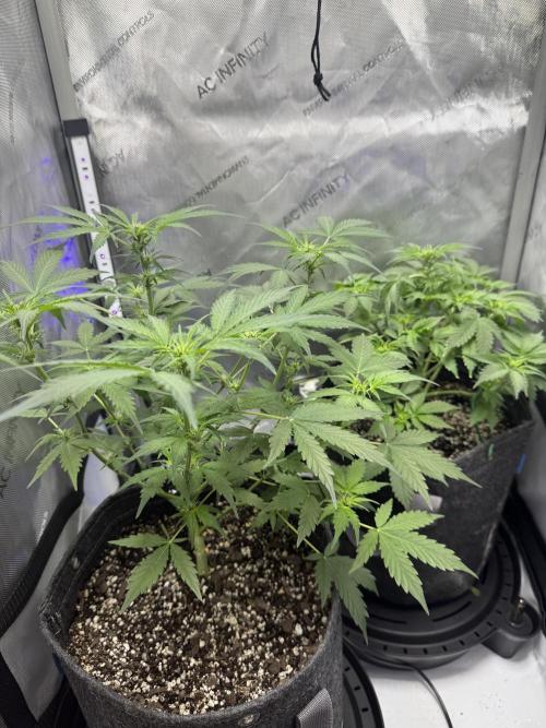 Aunt Ginny’s Elixir. Week 7