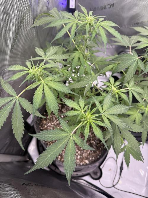 Aunt Ginny’s Elixir. Week 7