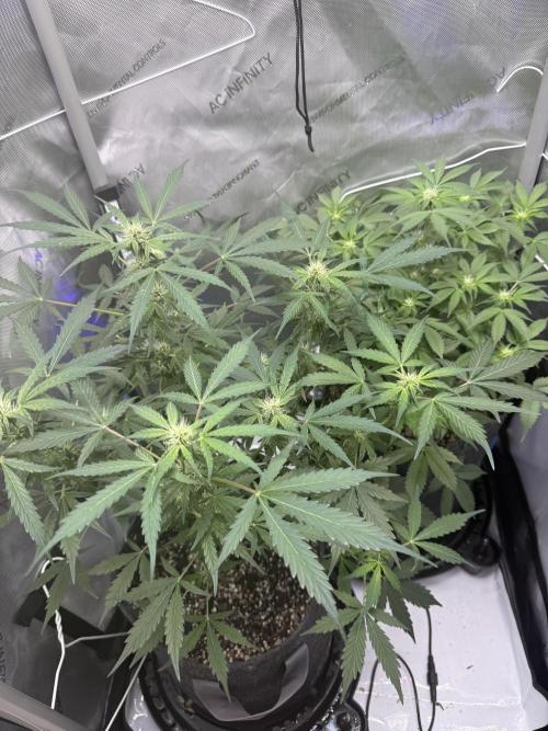 Aunt Ginny’s Elixir. Week 7