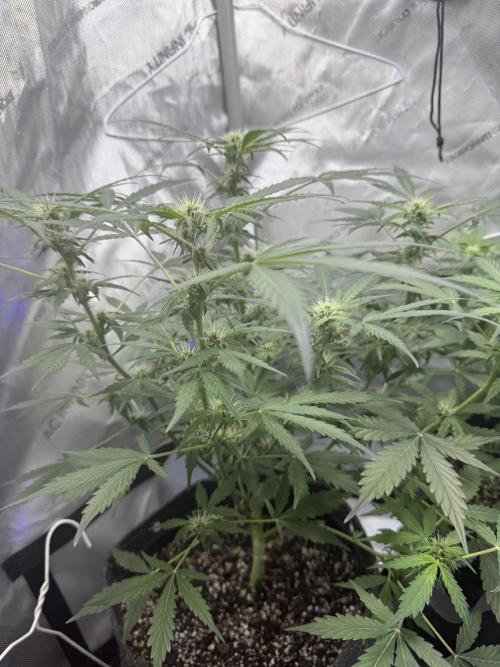 Aunt Ginny’s Elixir. Week 7