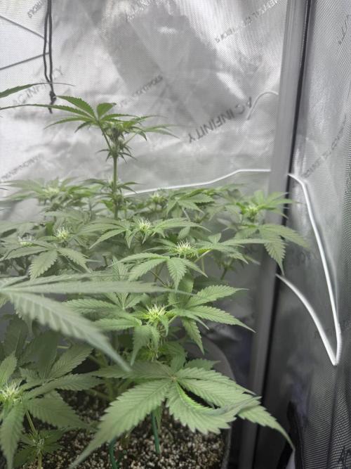 Aunt Ginny’s Elixir. Week 7