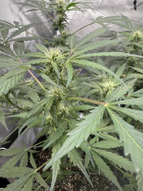 Aunt Ginny’s Elixir. Week 7