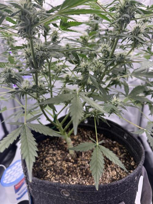 Aunt Ginny’s Elixir. Week 8