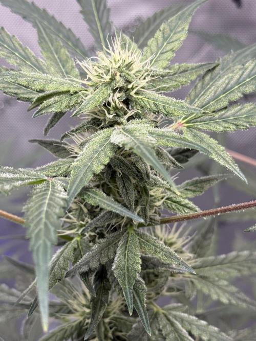 Aunt Ginny’s Elixir. Week 8