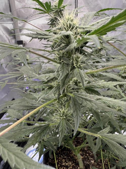 Aunt Ginny’s Elixir. Week 8