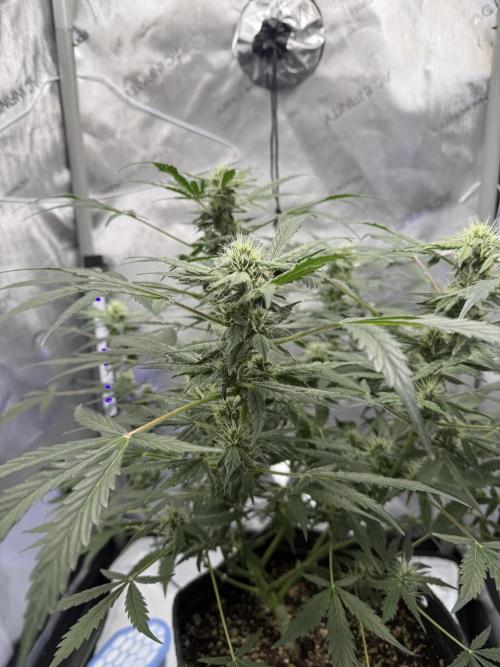 Aunt Ginny’s Elixir. Week 8