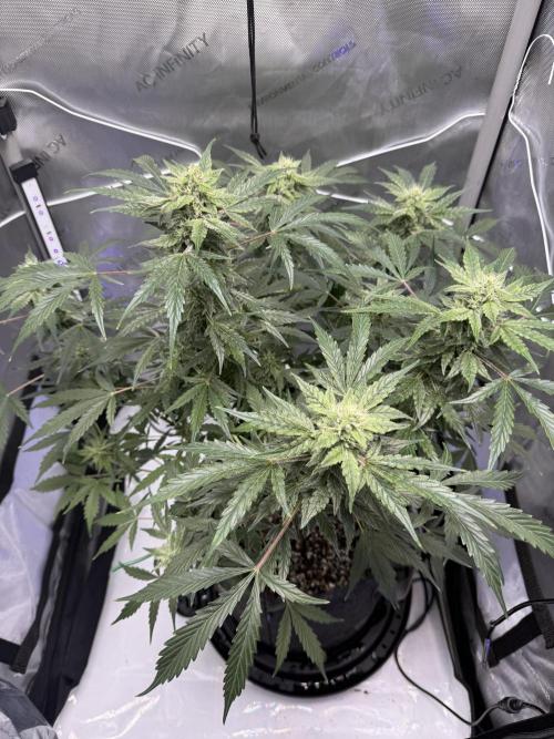 Aunt Ginny’s Elixir. Week 9