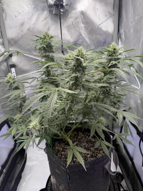 Aunt Ginny’s Elixir. Week 9