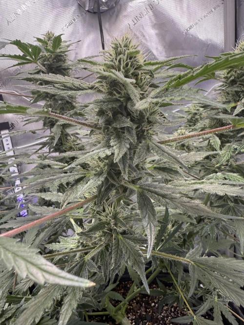 Aunt Ginny’s Elixir. Week 9