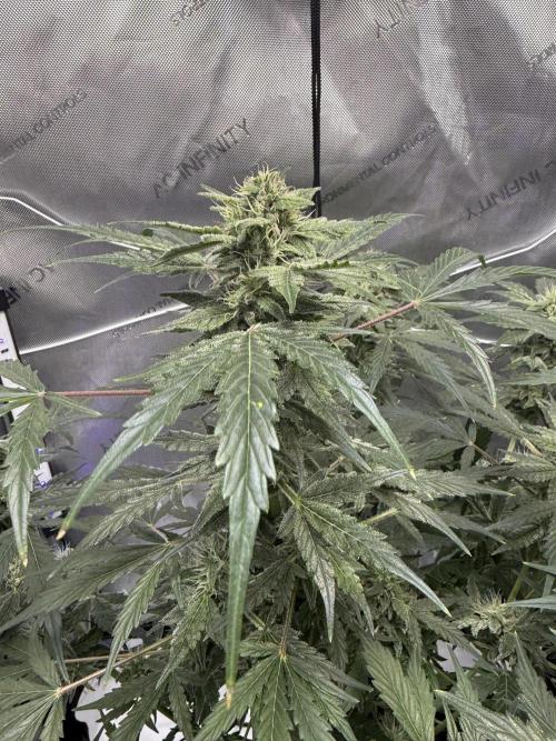 Aunt Ginny’s Elixir. Week 9