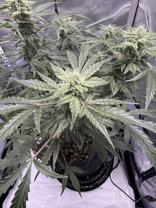 Aunt Ginny’s Elixir. Week 9