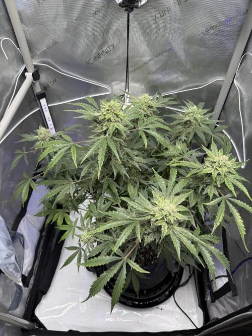 Aunt Ginny’s Elixir. Week 10