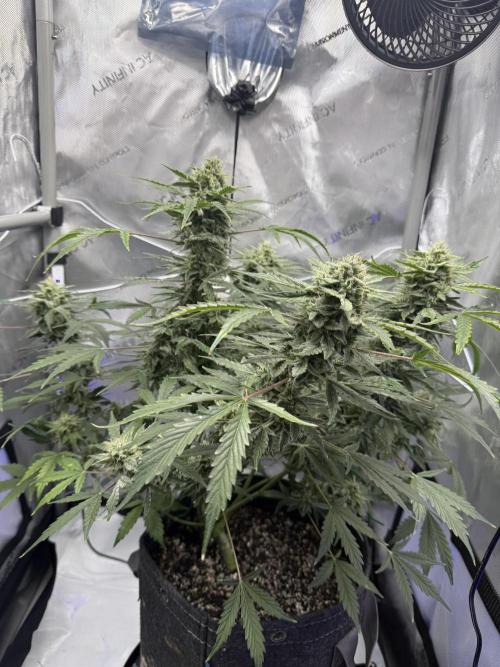 Aunt Ginny’s Elixir. Week 10