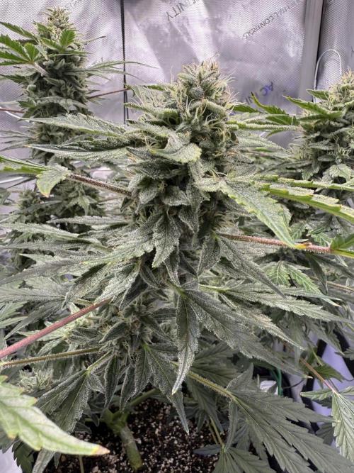 Aunt Ginny’s Elixir. Week 10