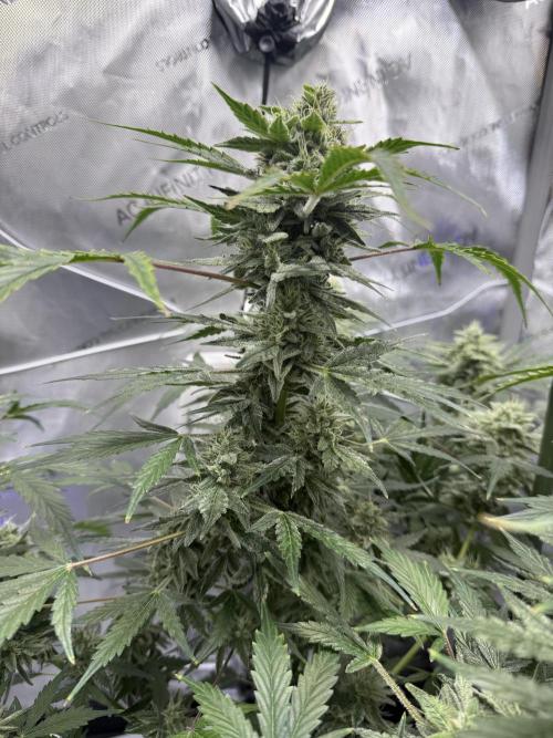 Aunt Ginny’s Elixir. Week 10