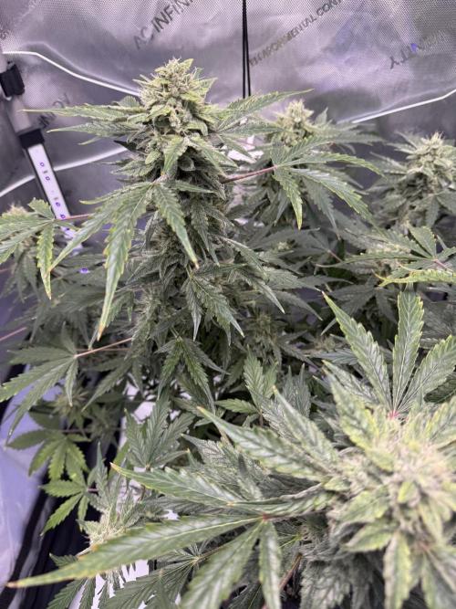 Aunt Ginny’s Elixir. Week 10