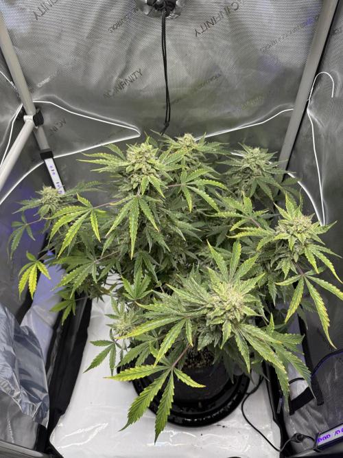 Aunt Ginny’s Elixir. Week 11