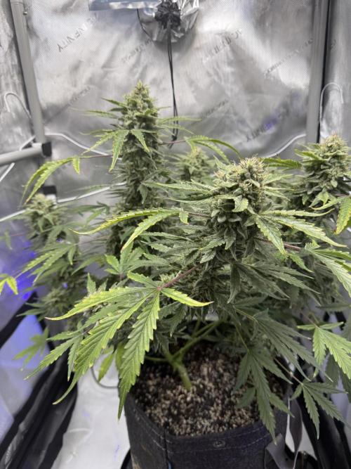 Aunt Ginny’s Elixir. Week 11