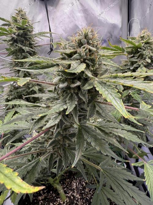 Aunt Ginny’s Elixir. Week 11