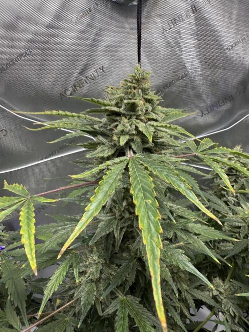 Aunt Ginny’s Elixir. Week 11