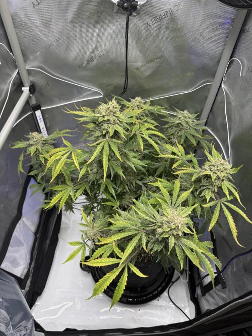 Aunt Ginny’s Elixir. Week 12