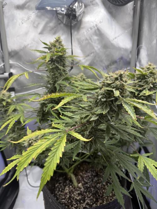 Aunt Ginny’s Elixir. Week 12