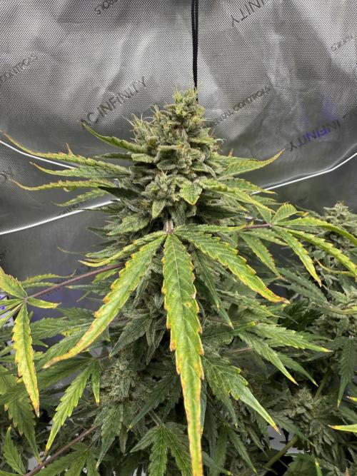 Aunt Ginny’s Elixir. Week 12