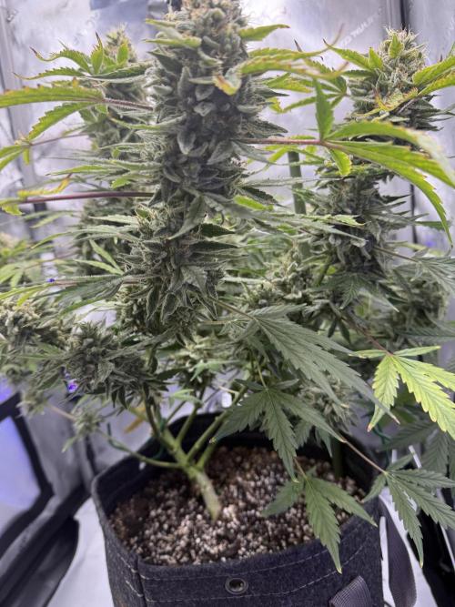 Aunt Ginny’s Elixir. Week 12