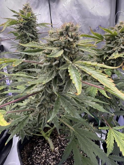 Aunt Ginny’s Elixir. Week 12