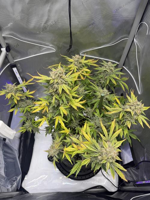 Aunt Ginny’s Elixir. Week 13