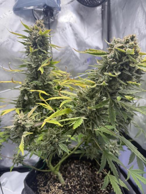 Aunt Ginny’s Elixir. Week 13